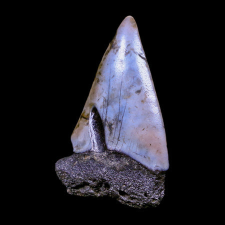 2.4" Quality Hastalis Mako Tooth Serrated Fossil Natural Miocene Age COA