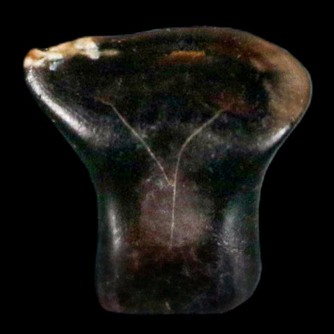 0.3" Ankylosaurus Fossil Tooth Judith River FM Cretaceous Dinosaur MT COA & Display - Fossil Age Minerals