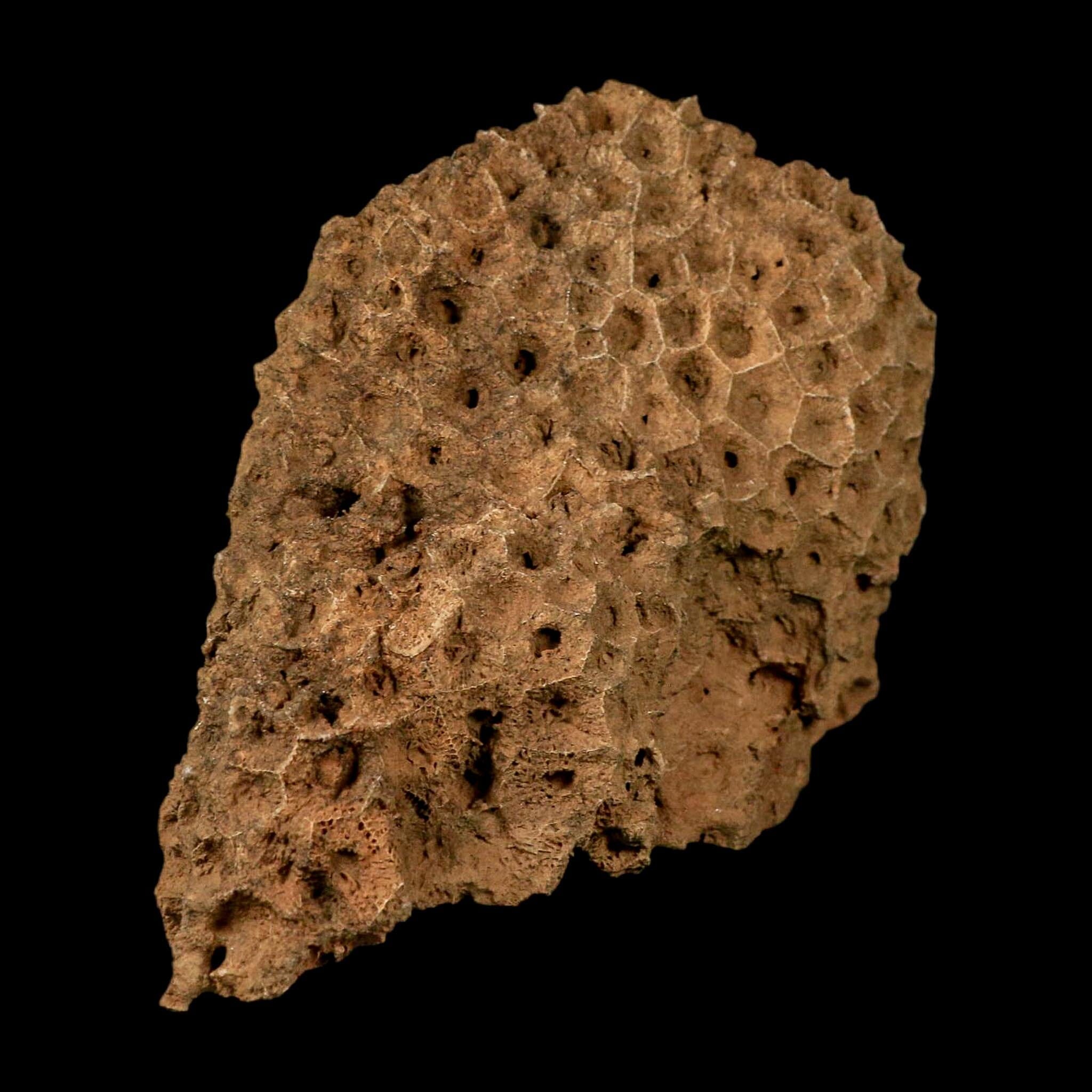 XL 5.8" Colonial Rugose Coral Fossil Devonian Age Speed Quarry, Clark County, Indiana - Fossil Age Minerals