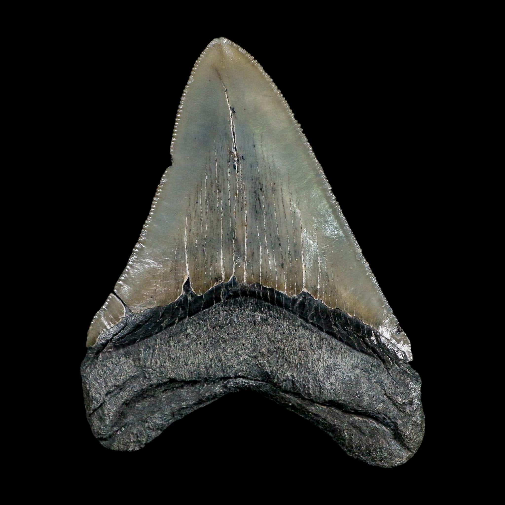 3.6" Quality Megalodon Shark Serrated Tooth Fossil Natural Miocene Age COA