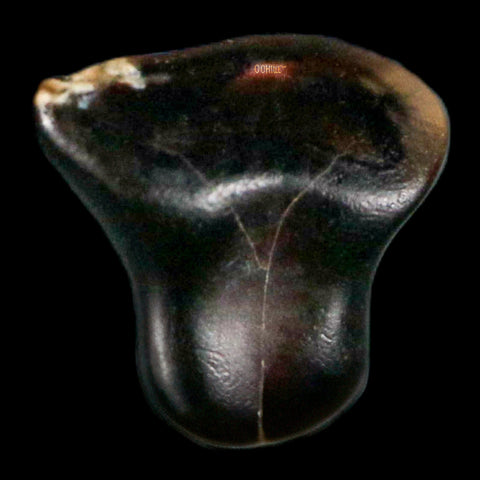 0.3" Ankylosaurus Fossil Tooth Judith River FM Cretaceous Dinosaur MT COA & Display - Fossil Age Minerals