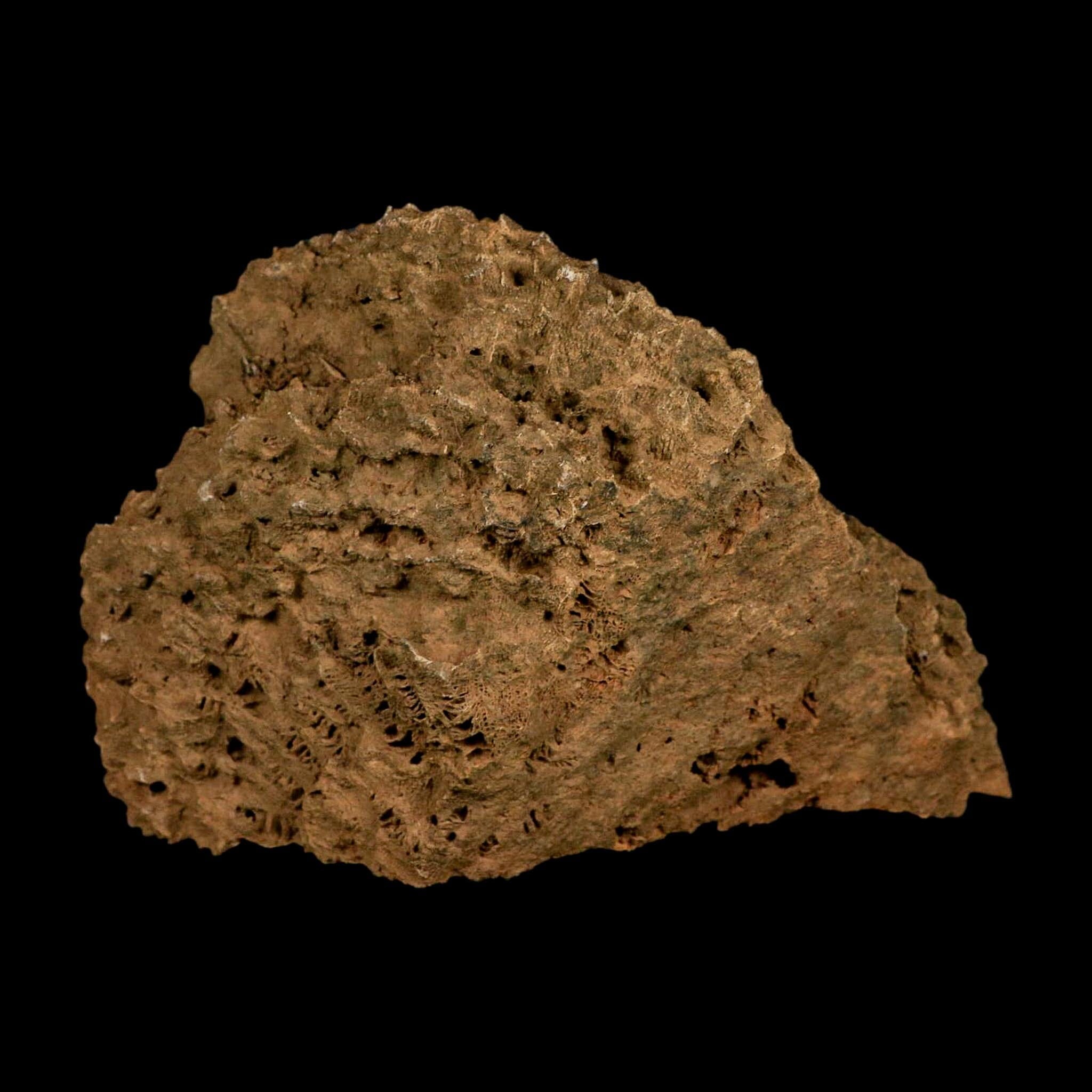 XL 5.8" Colonial Rugose Coral Fossil Devonian Age Speed Quarry, Clark County, Indiana - Fossil Age Minerals