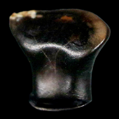 0.3" Ankylosaurus Fossil Tooth Judith River FM Cretaceous Dinosaur MT COA & Display - Fossil Age Minerals