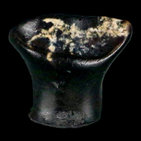 0.3" Ankylosaurus Fossil Tooth Judith River FM Cretaceous Dinosaur MT COA & Display - Fossil Age Minerals