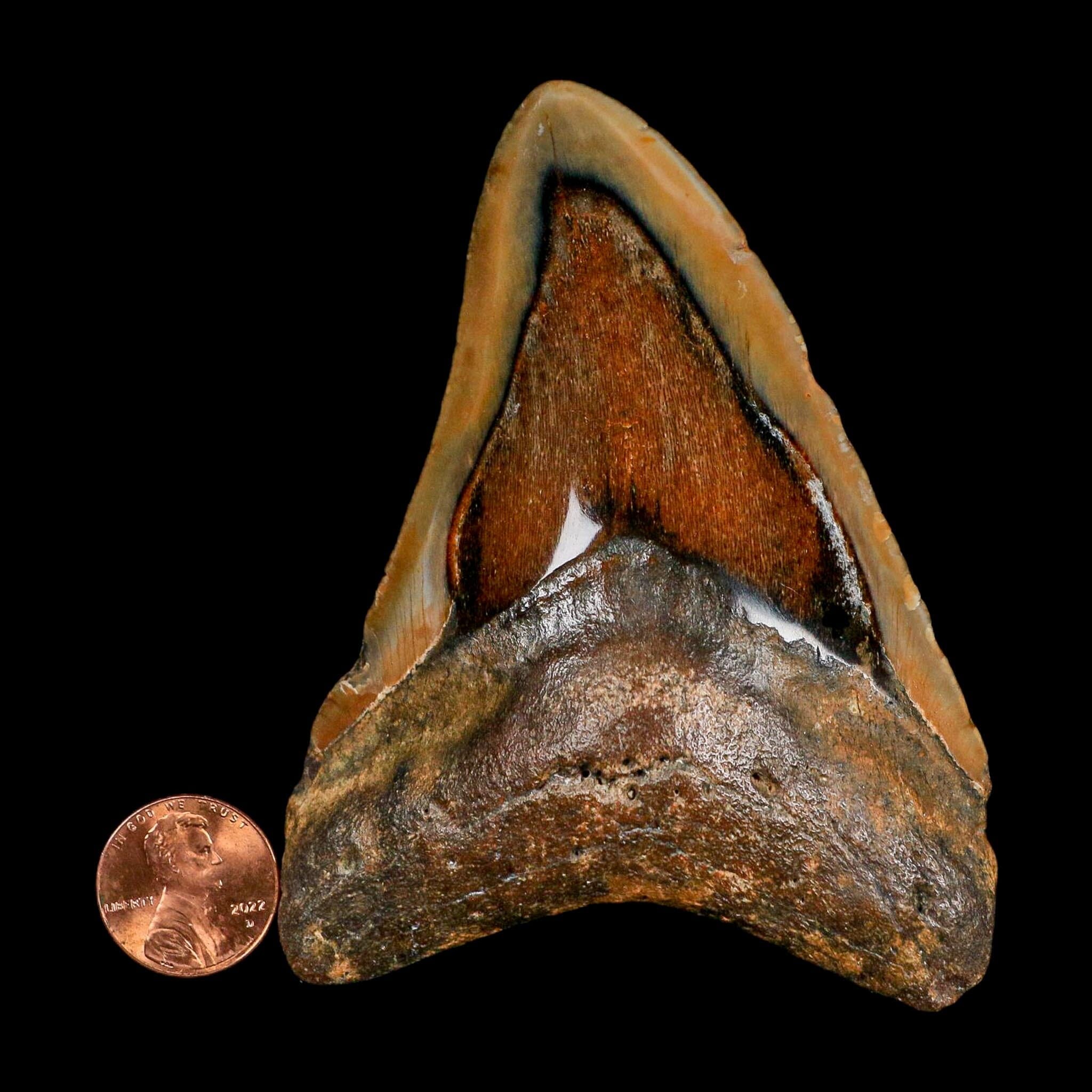 3.9" Quality Megalodon Shark Serrated Tooth Fossil Natural Miocene Age COA