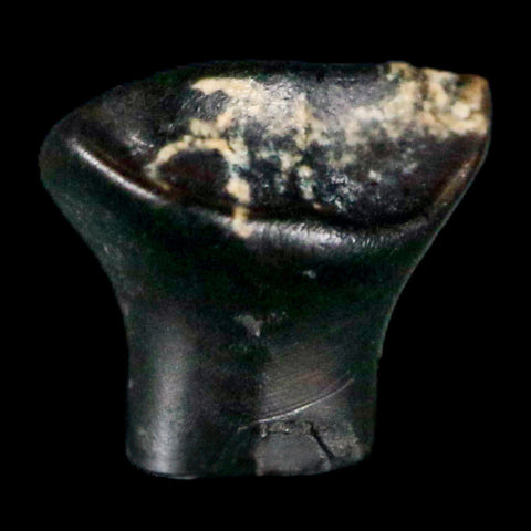 0.3" Ankylosaurus Fossil Tooth Judith River FM Cretaceous Dinosaur MT COA & Display - Fossil Age Minerals