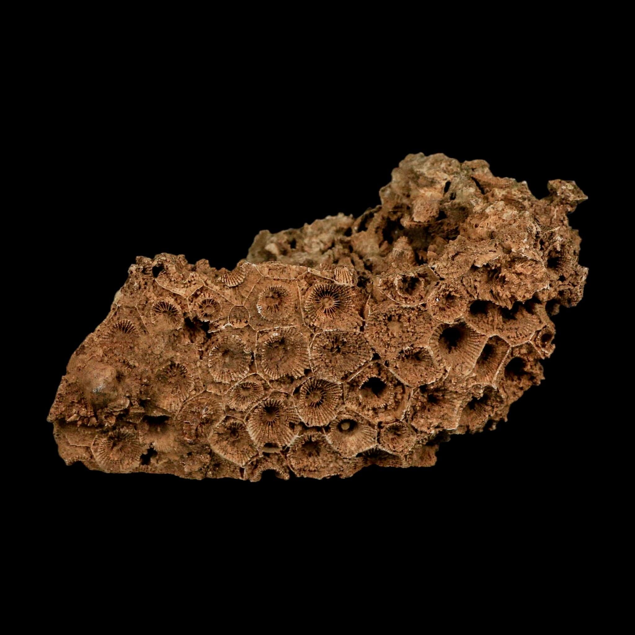 4.4" Colonial Rugose Coral Fossil Devonian Age Speed Quarry, Clark County, Indiana - Fossil Age Minerals