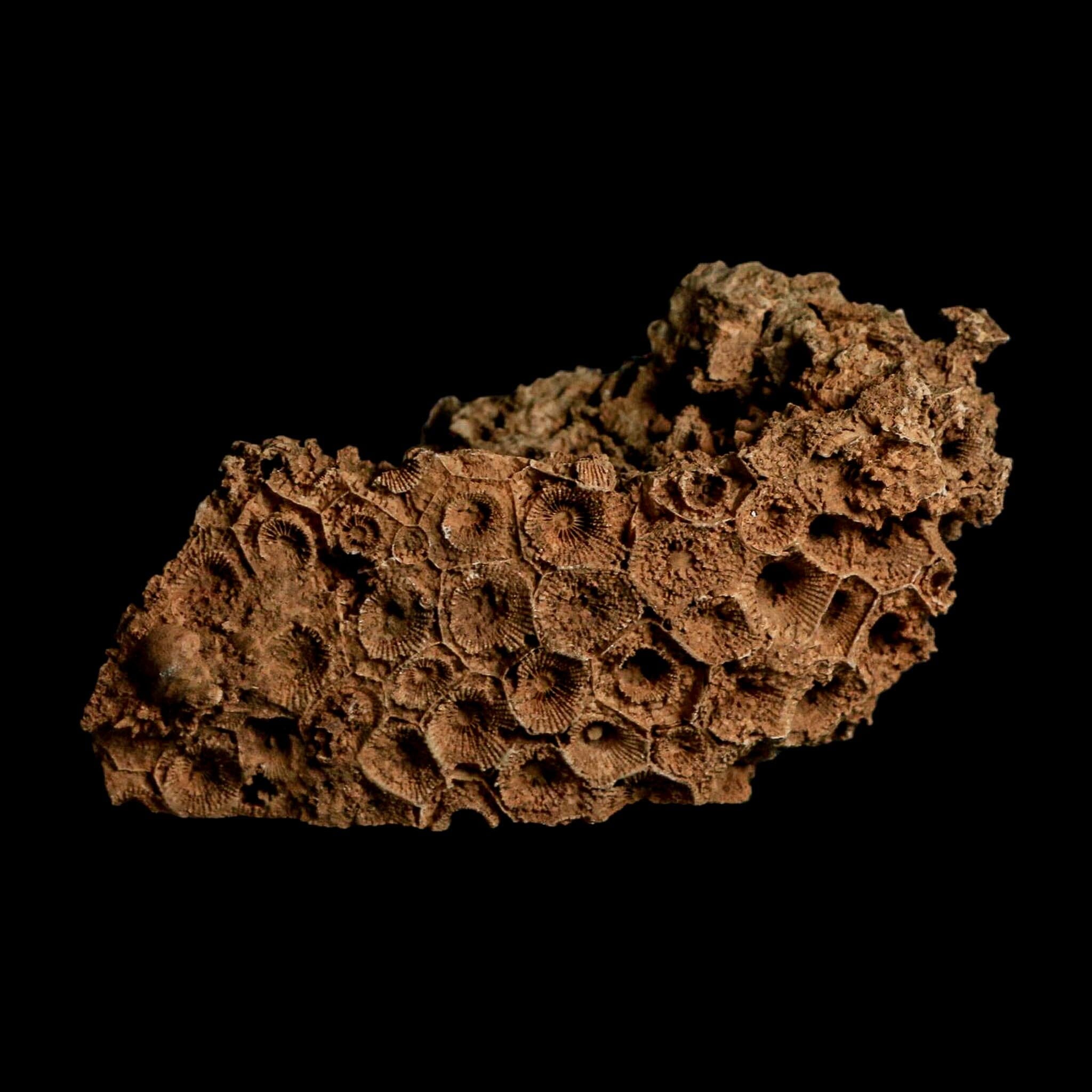 4.4" Colonial Rugose Coral Fossil Devonian Age Speed Quarry, Clark County, Indiana - Fossil Age Minerals