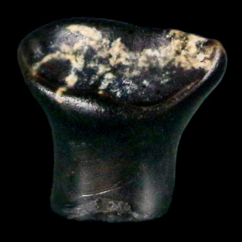 0.3" Ankylosaurus Fossil Tooth Judith River FM Cretaceous Dinosaur MT COA & Display - Fossil Age Minerals