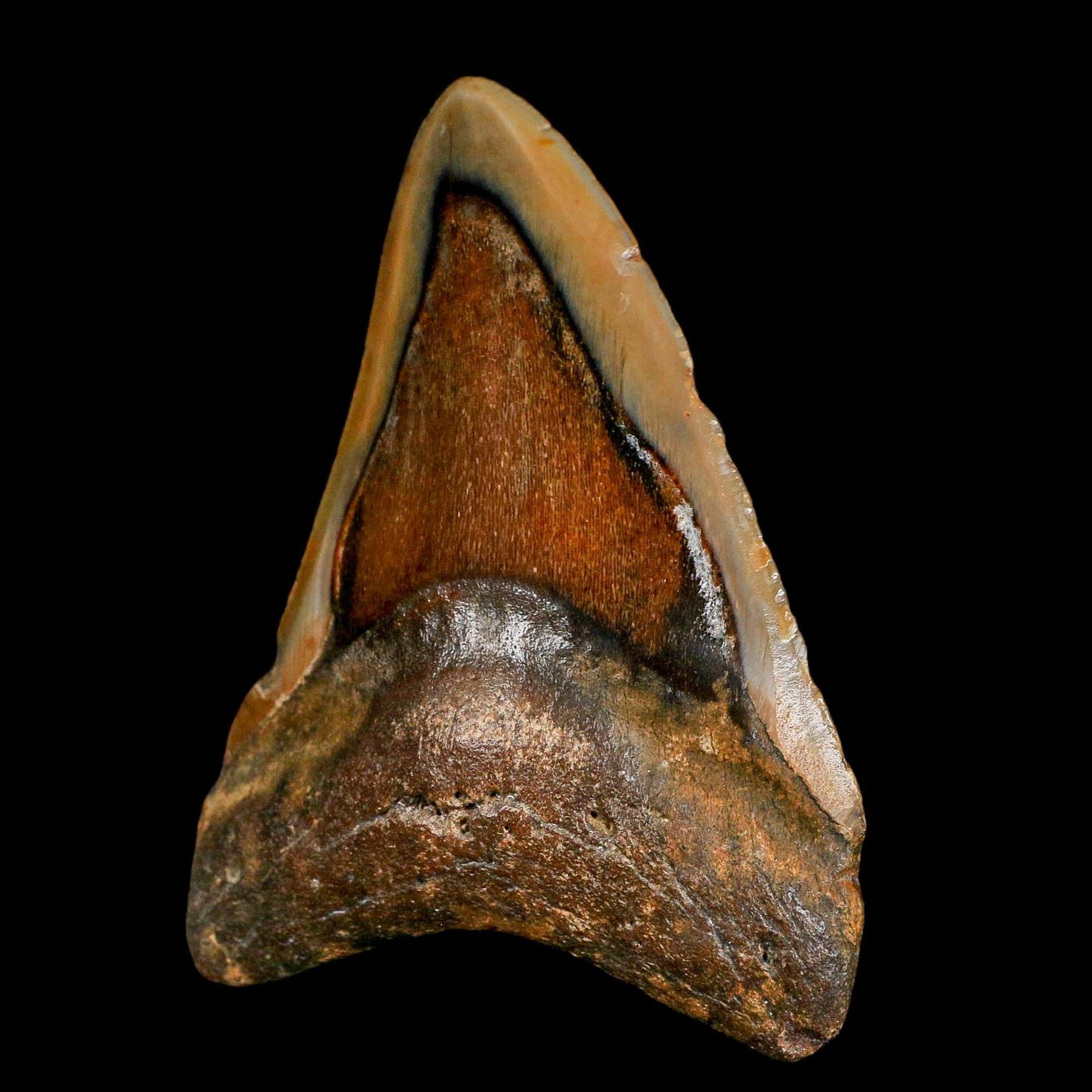 3.9" Quality Megalodon Shark Serrated Tooth Fossil Natural Miocene Age COA