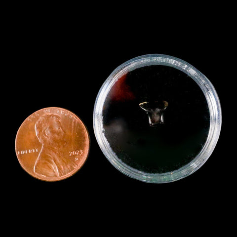 0.3" Ankylosaurus Fossil Tooth Judith River FM Cretaceous Dinosaur MT COA & Display - Fossil Age Minerals