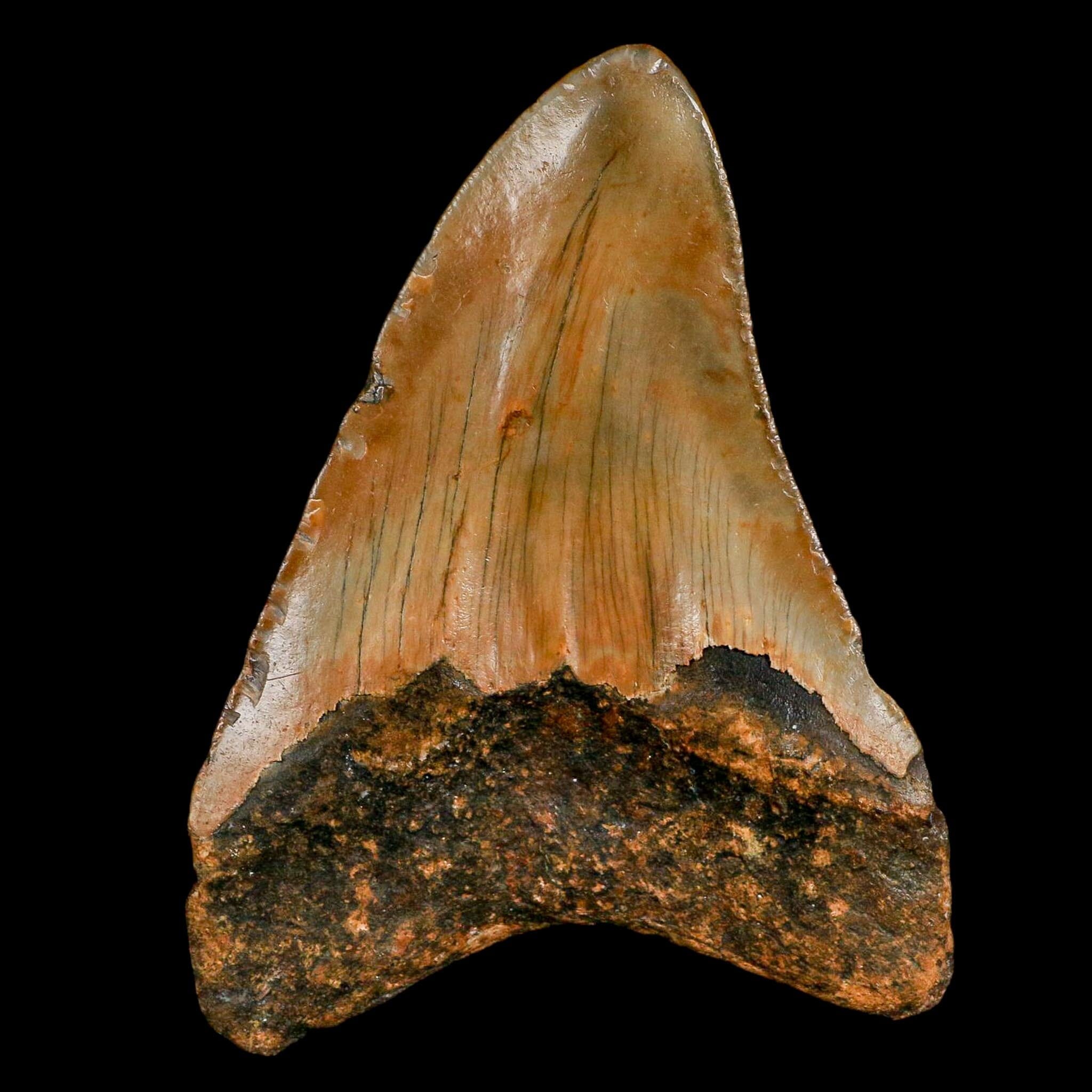 3.9" Quality Megalodon Shark Serrated Tooth Fossil Natural Miocene Age COA