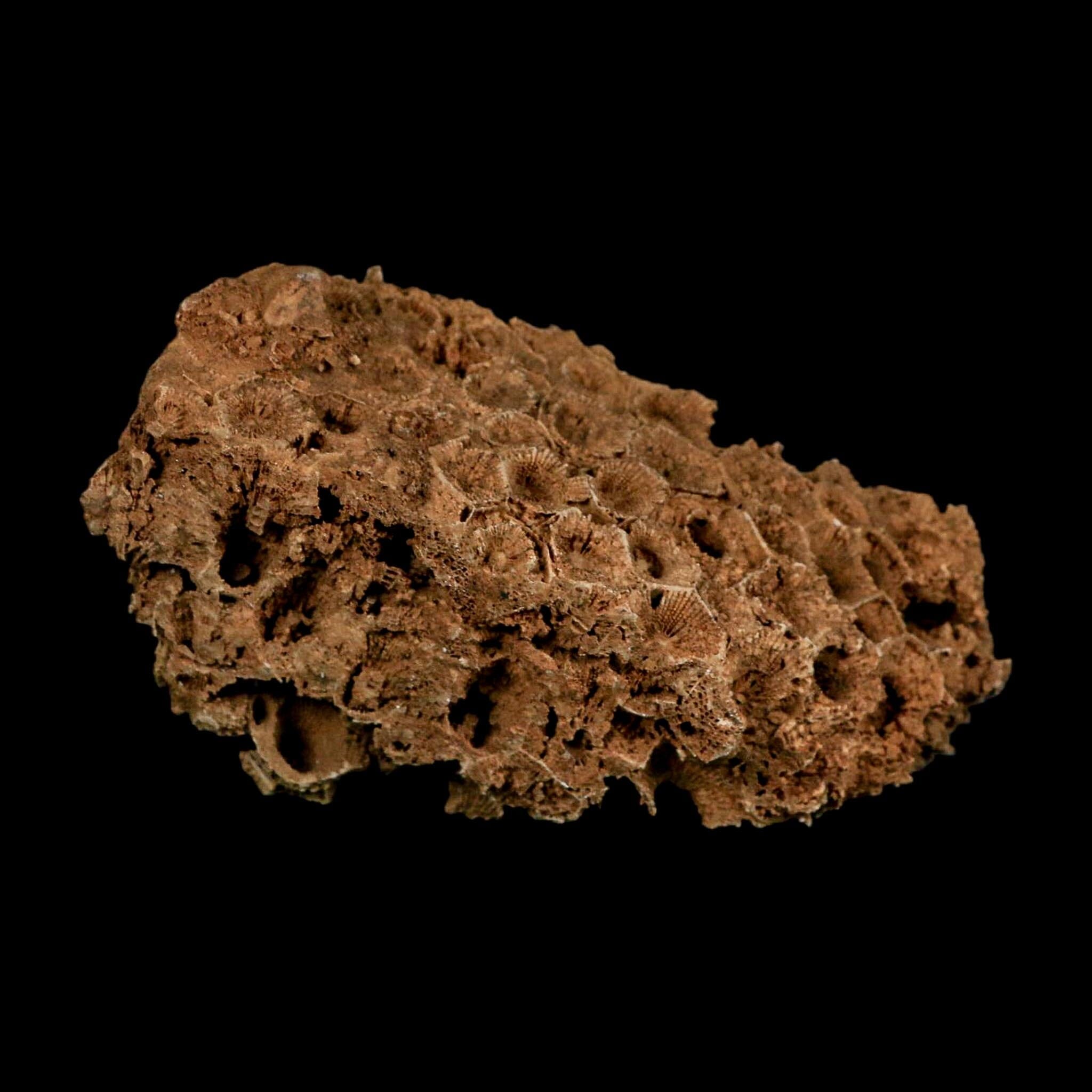 4.4" Colonial Rugose Coral Fossil Devonian Age Speed Quarry, Clark County, Indiana - Fossil Age Minerals