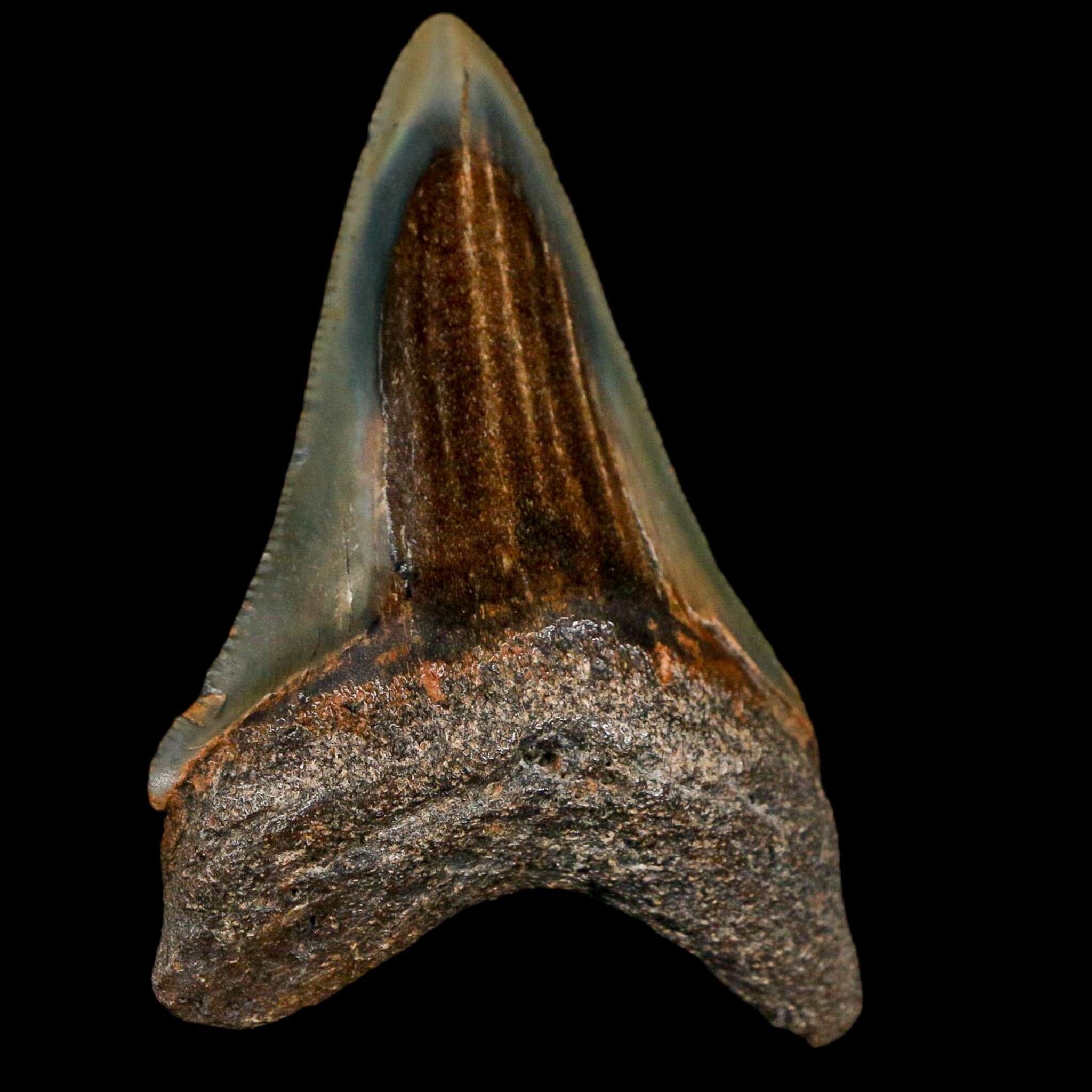 2.8" Quality Megalodon Shark Serrated Tooth Fossil Natural Miocene Age COA