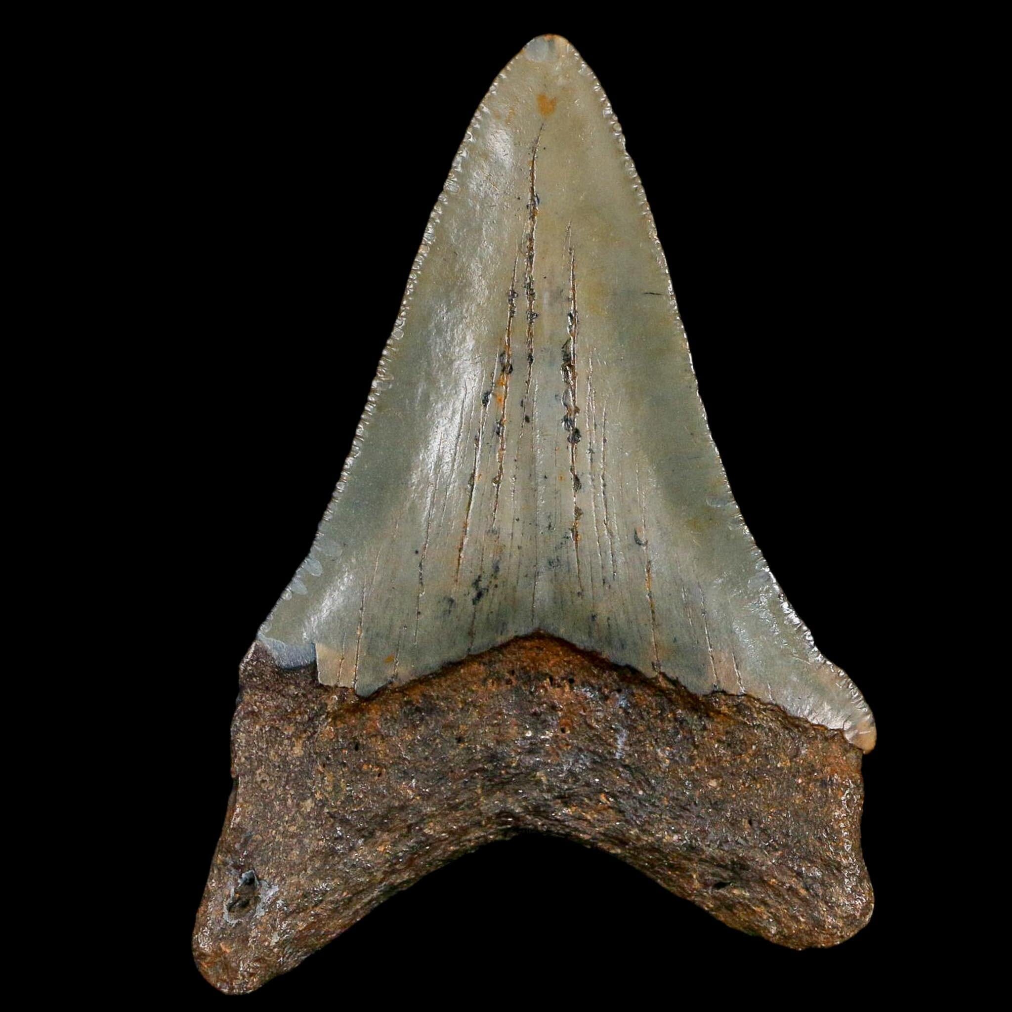 2.8" Quality Megalodon Shark Serrated Tooth Fossil Natural Miocene Age COA