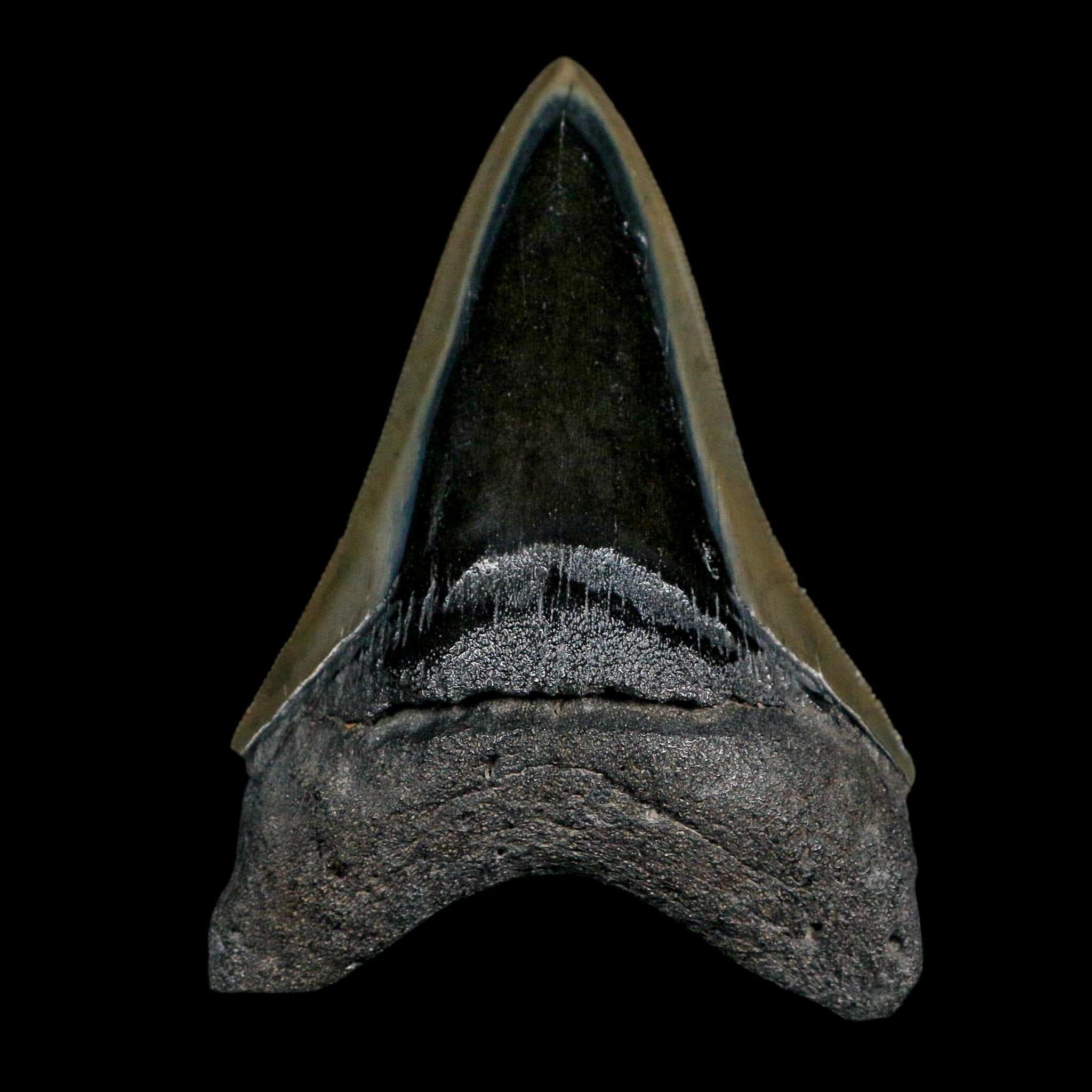 3.6" Quality Megalodon Shark Serrated Tooth Fossil Natural Miocene Age COA