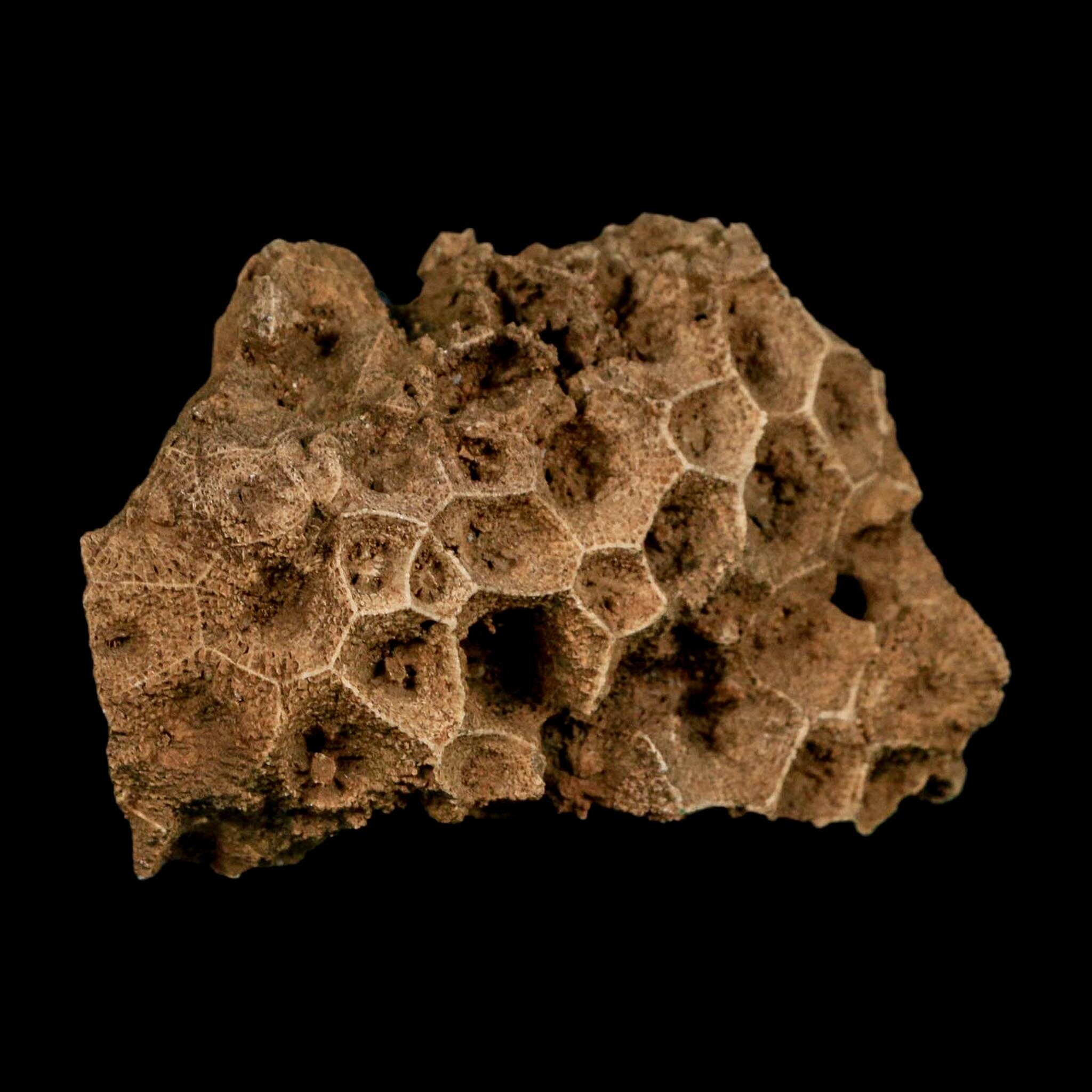 3.2" Colonial Rugose Coral Fossil Devonian Age Speed Quarry, Clark County, Indiana - Fossil Age Minerals