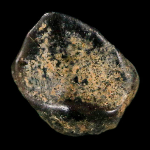 0.3" Ankylosaurus Fossil Tooth Judith River FM Cretaceous Dinosaur MT COA & Display - Fossil Age Minerals