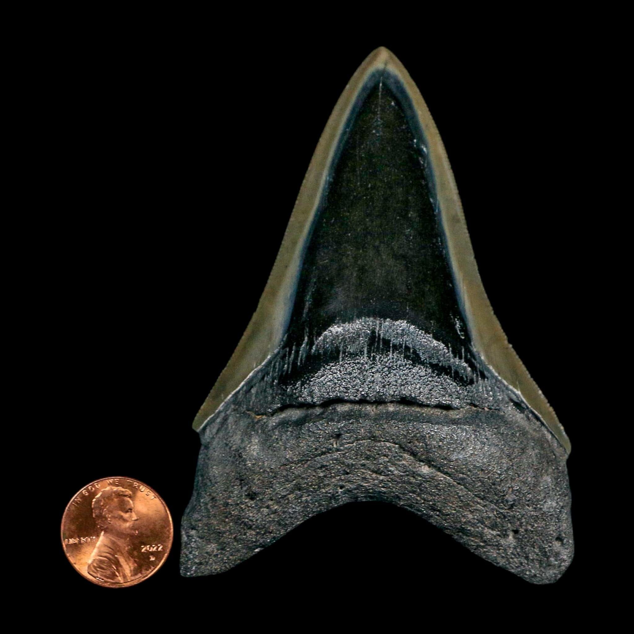 3.6" Quality Megalodon Shark Serrated Tooth Fossil Natural Miocene Age COA