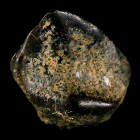 0.3" Ankylosaurus Fossil Tooth Judith River FM Cretaceous Dinosaur MT COA & Display - Fossil Age Minerals