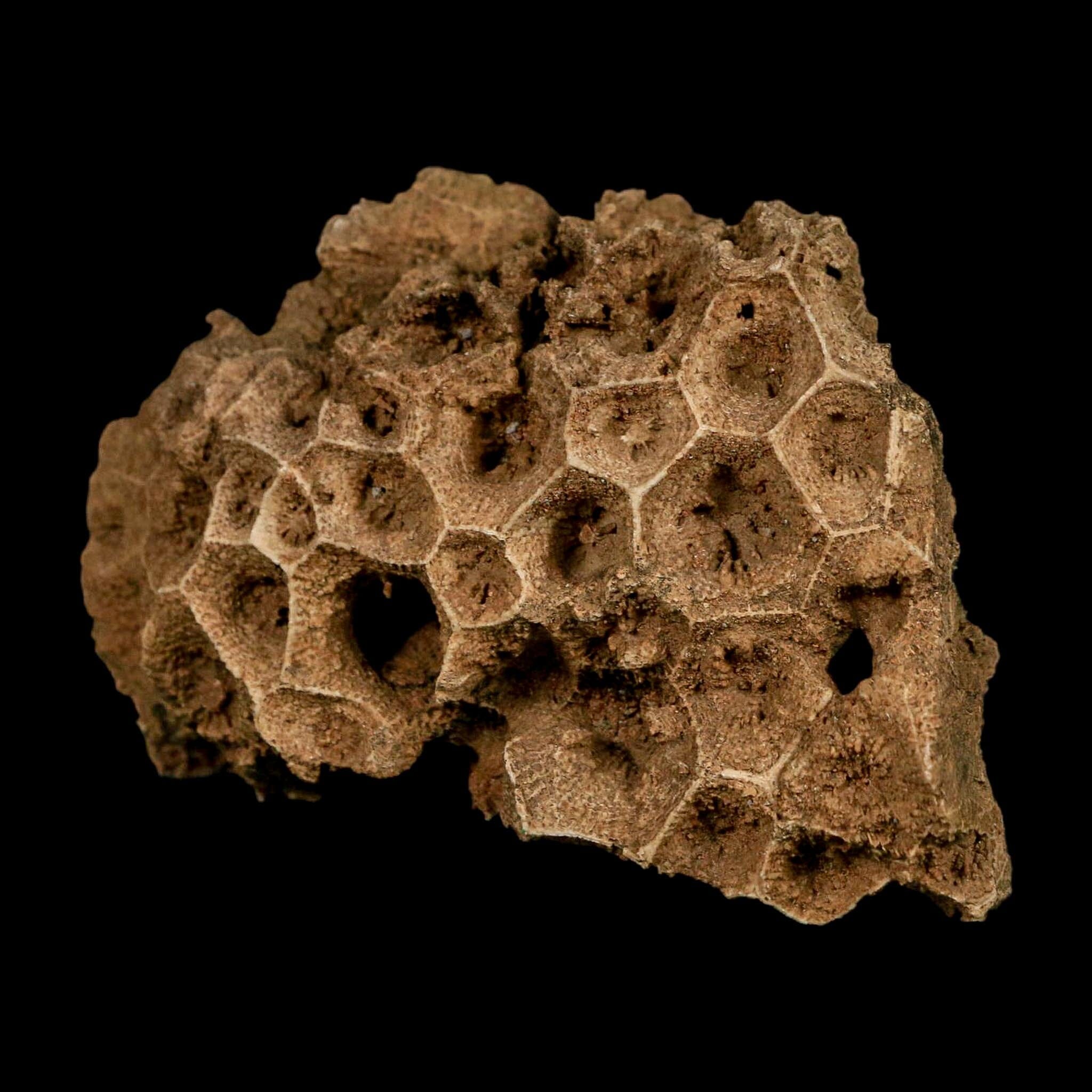 3.2" Colonial Rugose Coral Fossil Devonian Age Speed Quarry, Clark County, Indiana - Fossil Age Minerals