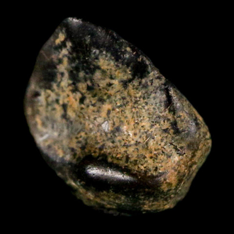 0.3" Ankylosaurus Fossil Tooth Judith River FM Cretaceous Dinosaur MT COA & Display - Fossil Age Minerals