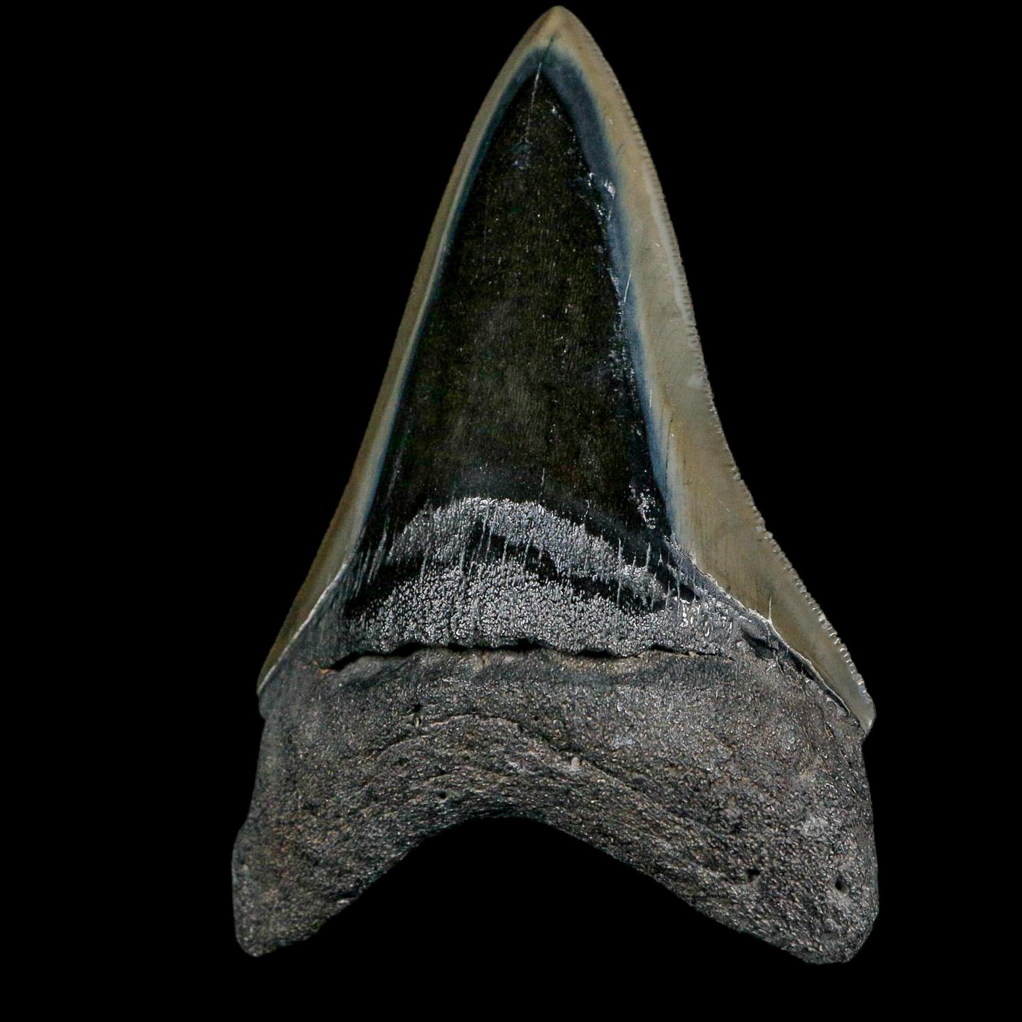 3.6" Quality Megalodon Shark Serrated Tooth Fossil Natural Miocene Age COA