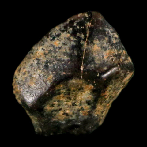 0.3" Ankylosaurus Fossil Tooth Judith River FM Cretaceous Dinosaur MT COA & Display - Fossil Age Minerals