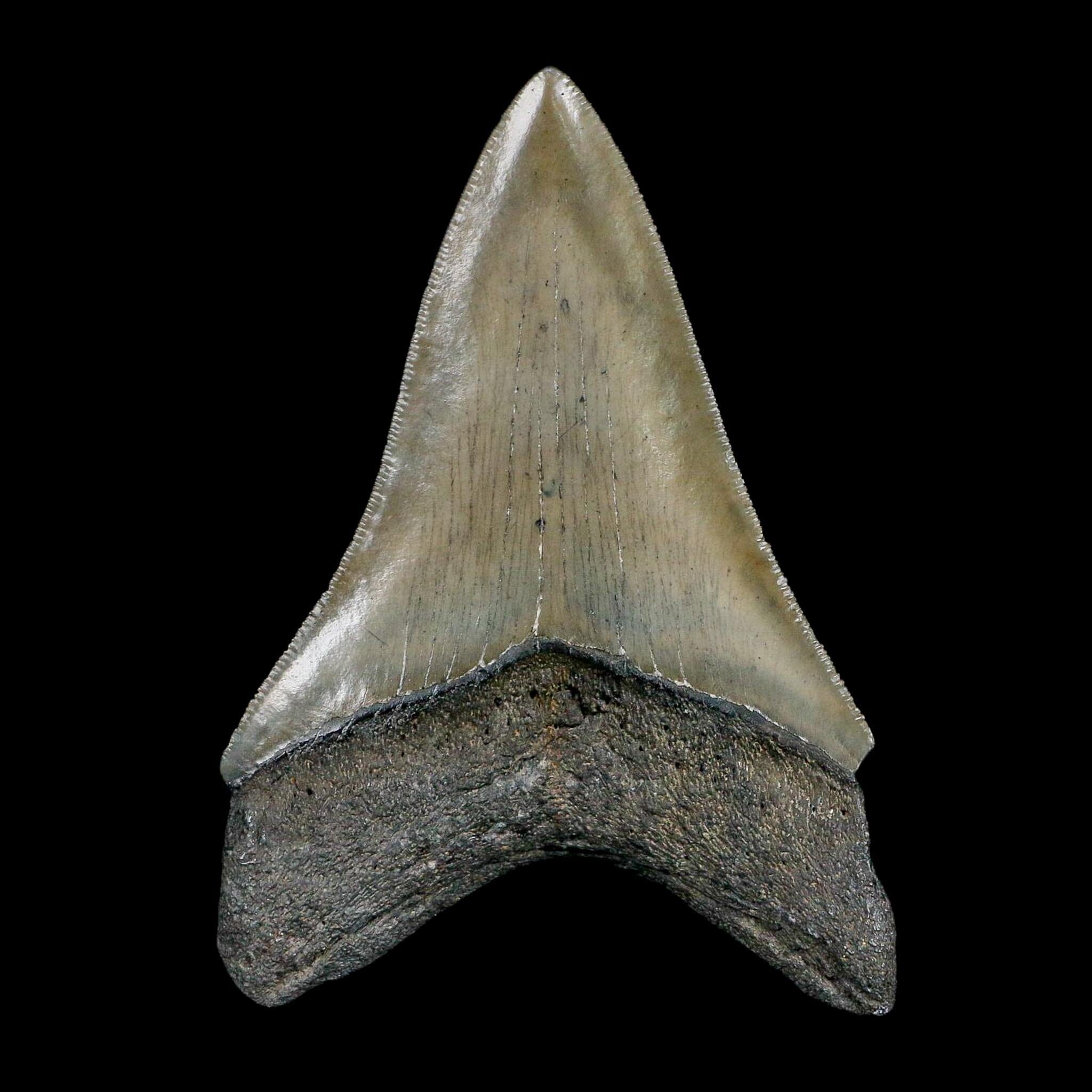 3.6" Quality Megalodon Shark Serrated Tooth Fossil Natural Miocene Age COA