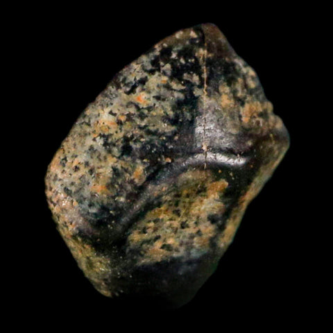 0.3" Ankylosaurus Fossil Tooth Judith River FM Cretaceous Dinosaur MT COA & Display - Fossil Age Minerals