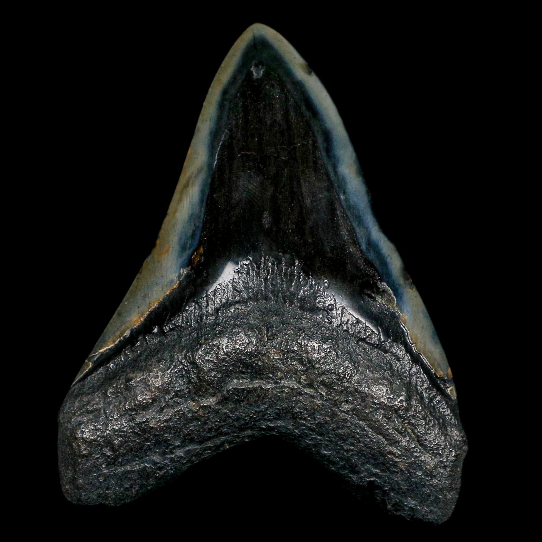 XL 4" Quality Megalodon Shark Tooth Fossil Natural Miocene Age COA