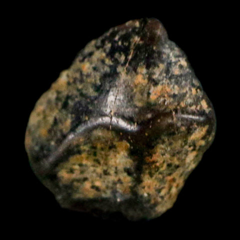 0.3" Ankylosaurus Fossil Tooth Judith River FM Cretaceous Dinosaur MT COA & Display - Fossil Age Minerals