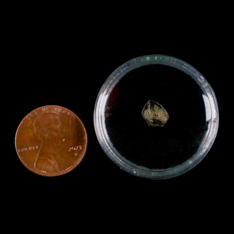 0.3" Ankylosaurus Fossil Tooth Judith River FM Cretaceous Dinosaur MT COA & Display - Fossil Age Minerals