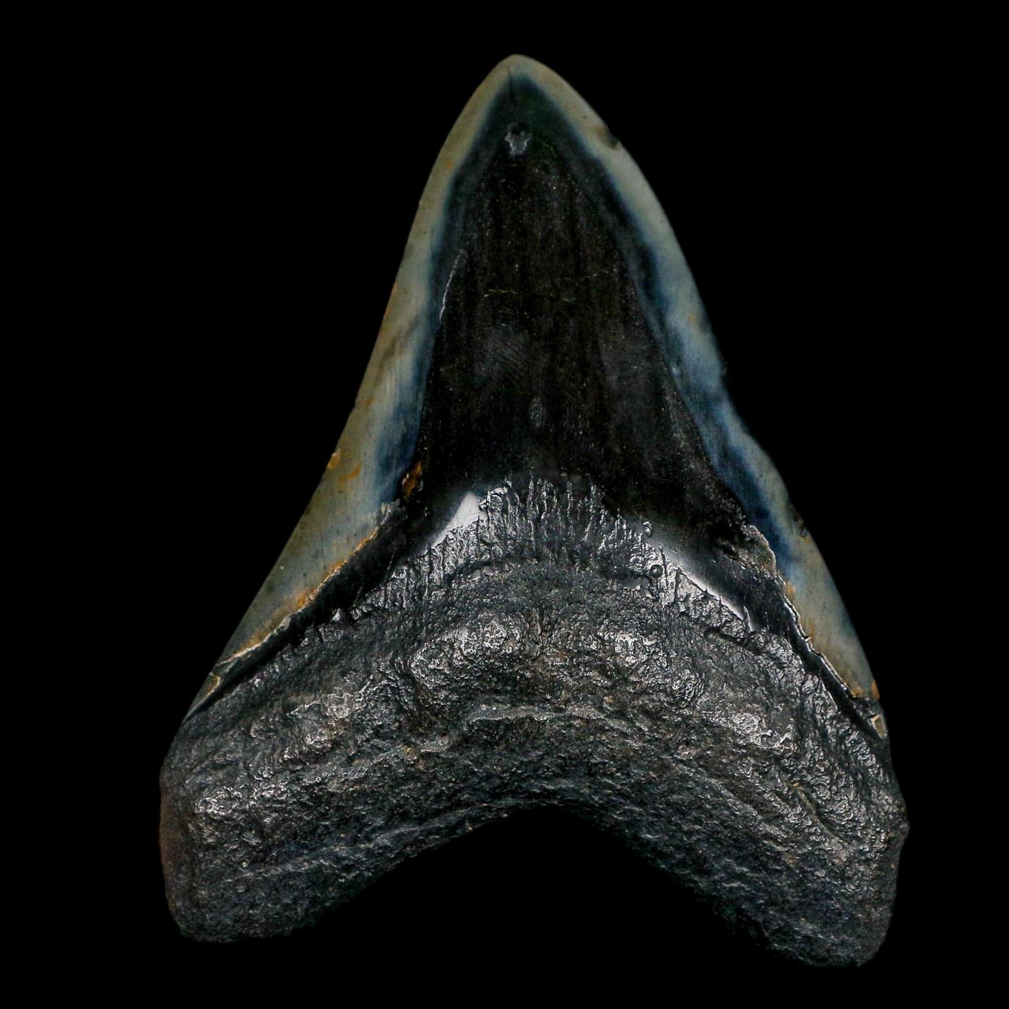 XL 4" Quality Megalodon Shark Tooth Fossil Natural Miocene Age COA