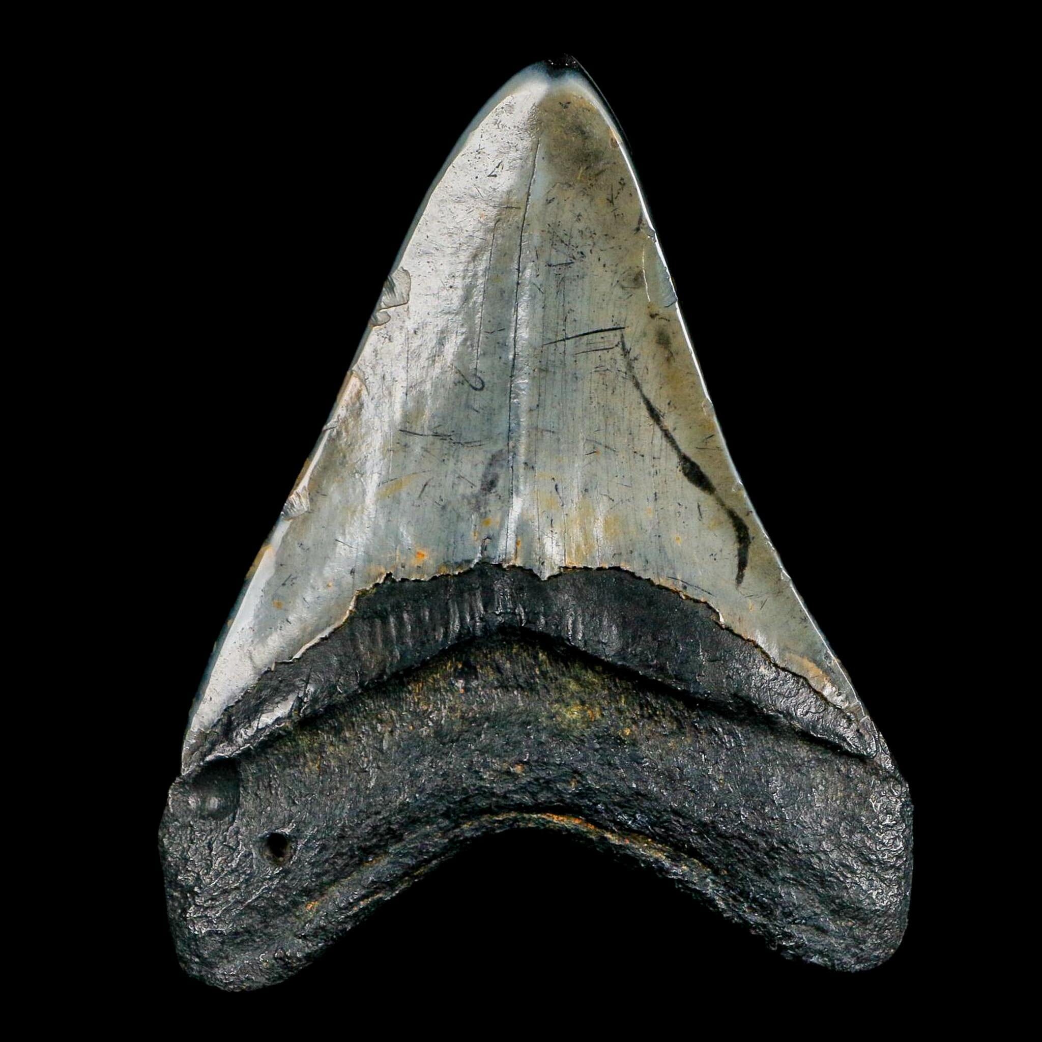 XL 4" Quality Megalodon Shark Tooth Fossil Natural Miocene Age COA