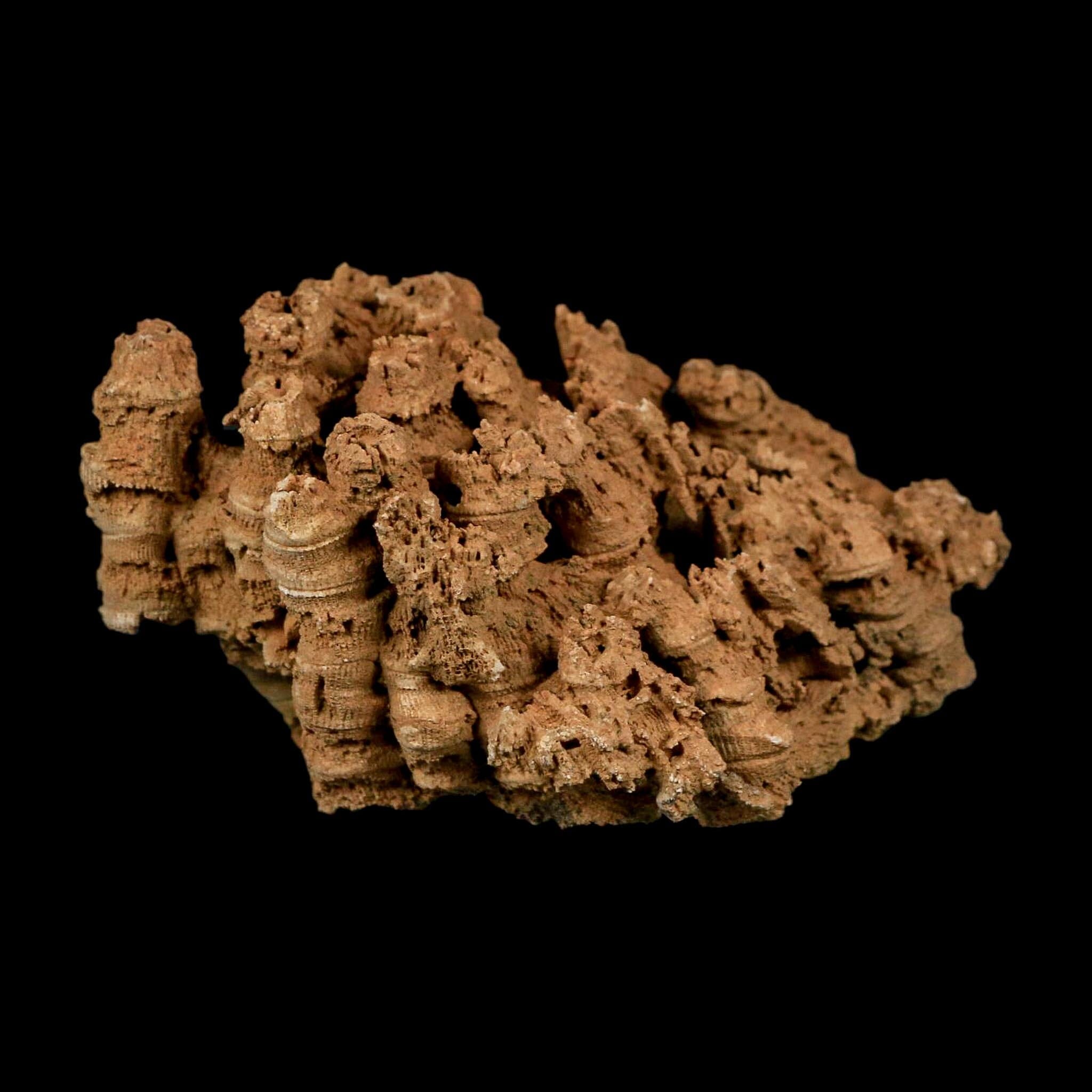 3.9" Colonial Rugose Coral Fossil Devonian Age Speed Quarry, Clark County, Indiana - Fossil Age Minerals