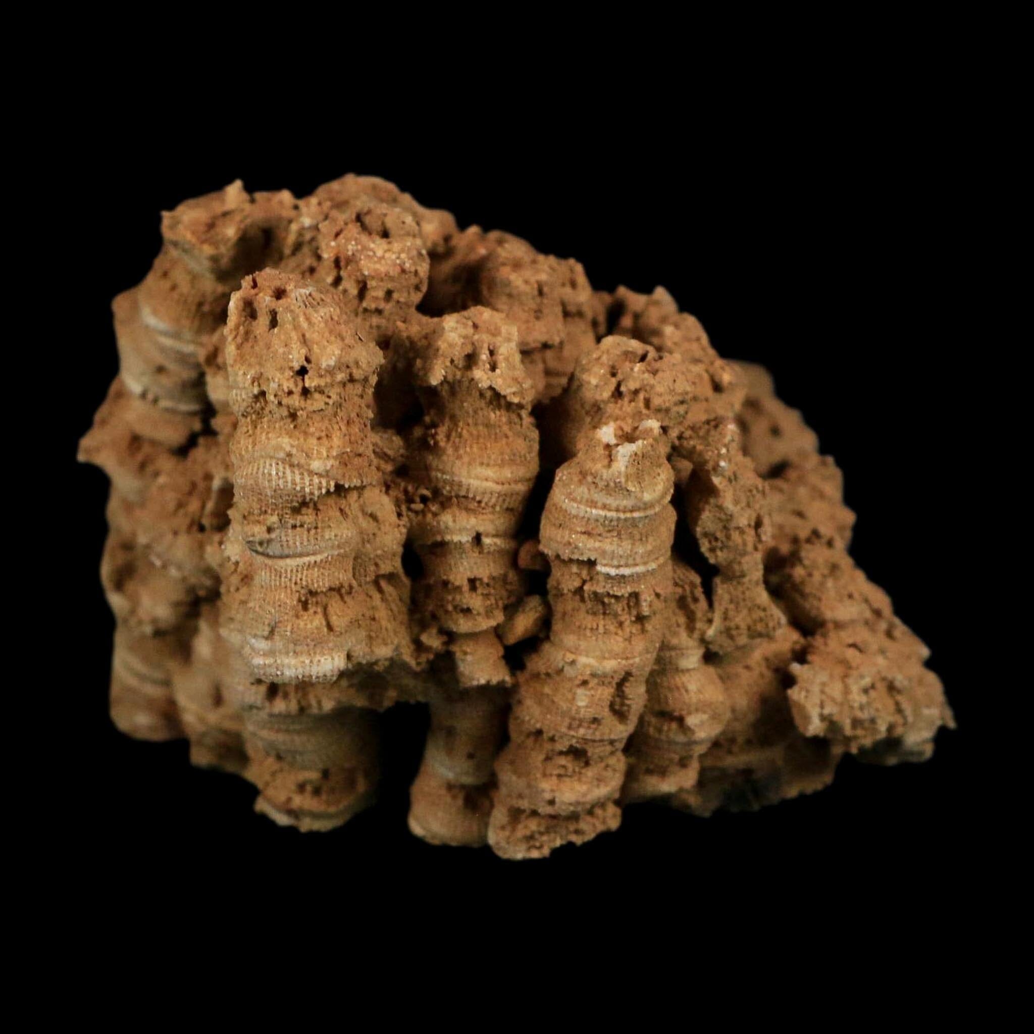 3.9" Colonial Rugose Coral Fossil Devonian Age Speed Quarry, Clark County, Indiana - Fossil Age Minerals