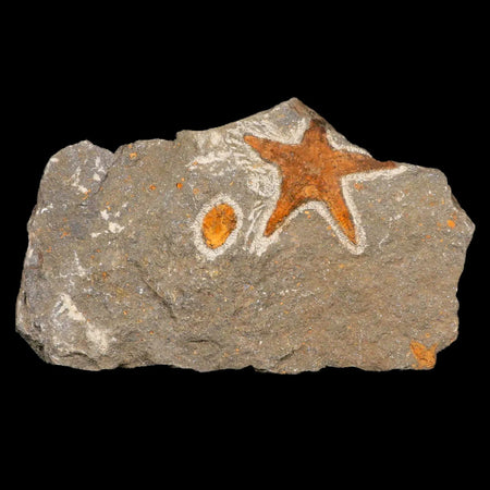 48MM Brittlestar Petraster Starfish Fossil Ordovician Age Blekus Morocco COA
