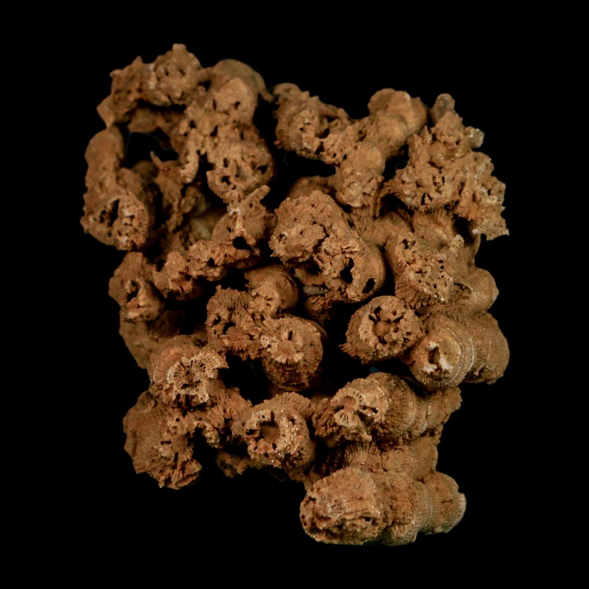 3.9" Colonial Rugose Coral Fossil Devonian Age Speed Quarry, Clark County, Indiana - Fossil Age Minerals