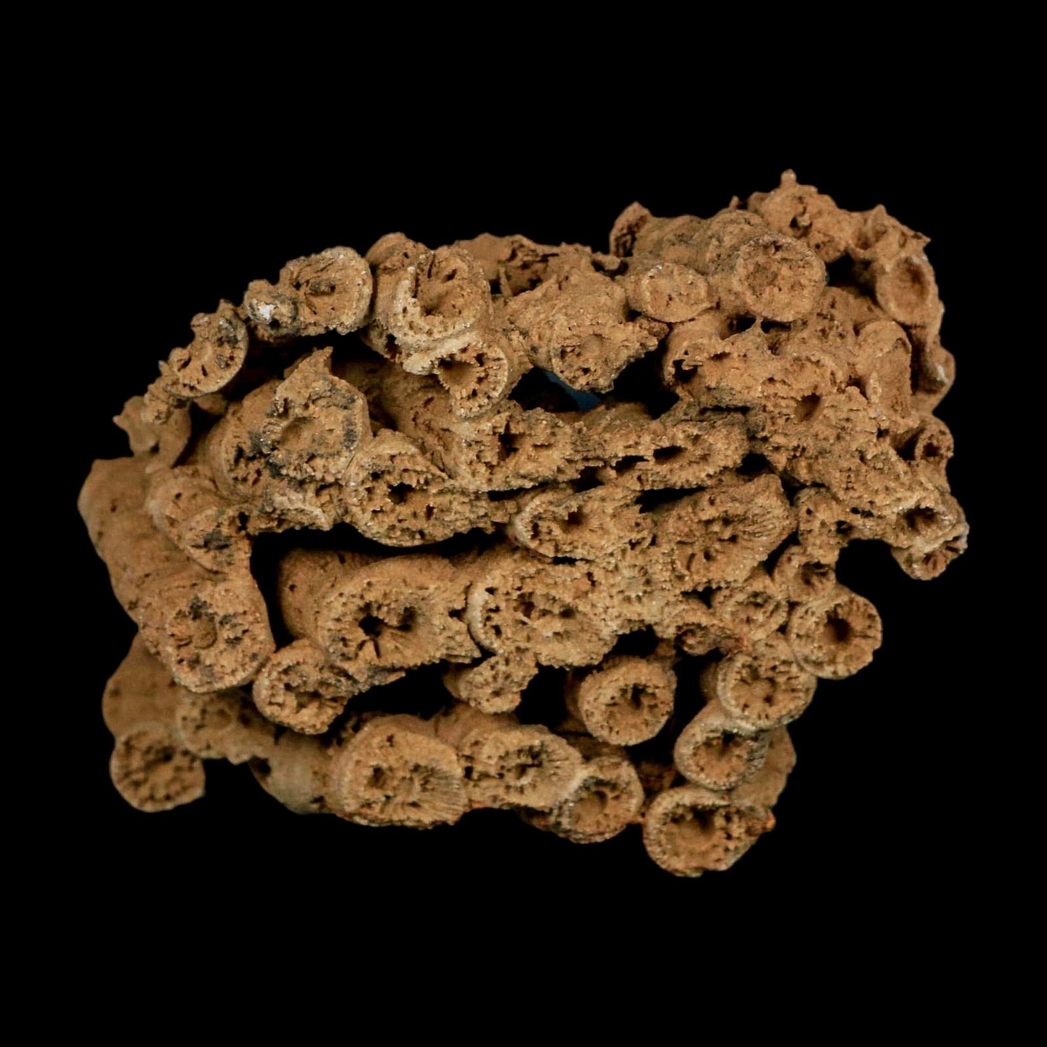 3.9" Colonial Rugose Coral Fossil Devonian Age Speed Quarry, Clark County, Indiana - Fossil Age Minerals
