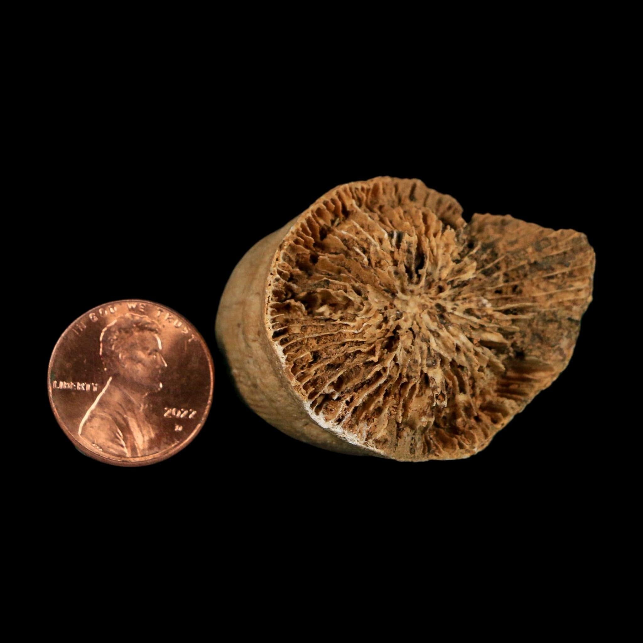 2.1" Rugose Horn Coral Fossil Devonian Age Speed Quarry, Clark County, Indiana