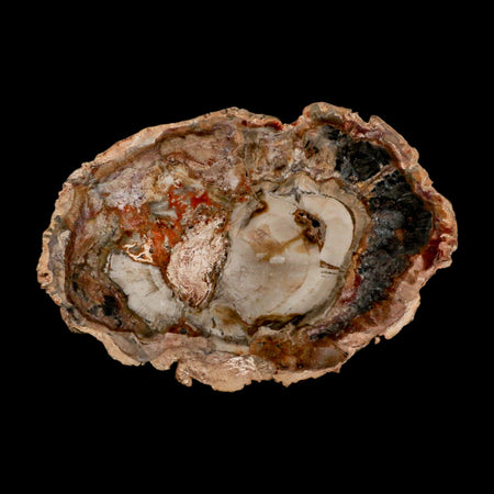 5.5" Fossilized Polished Petrified Wood Branch Madagascar 66-225 Million Yrs Old