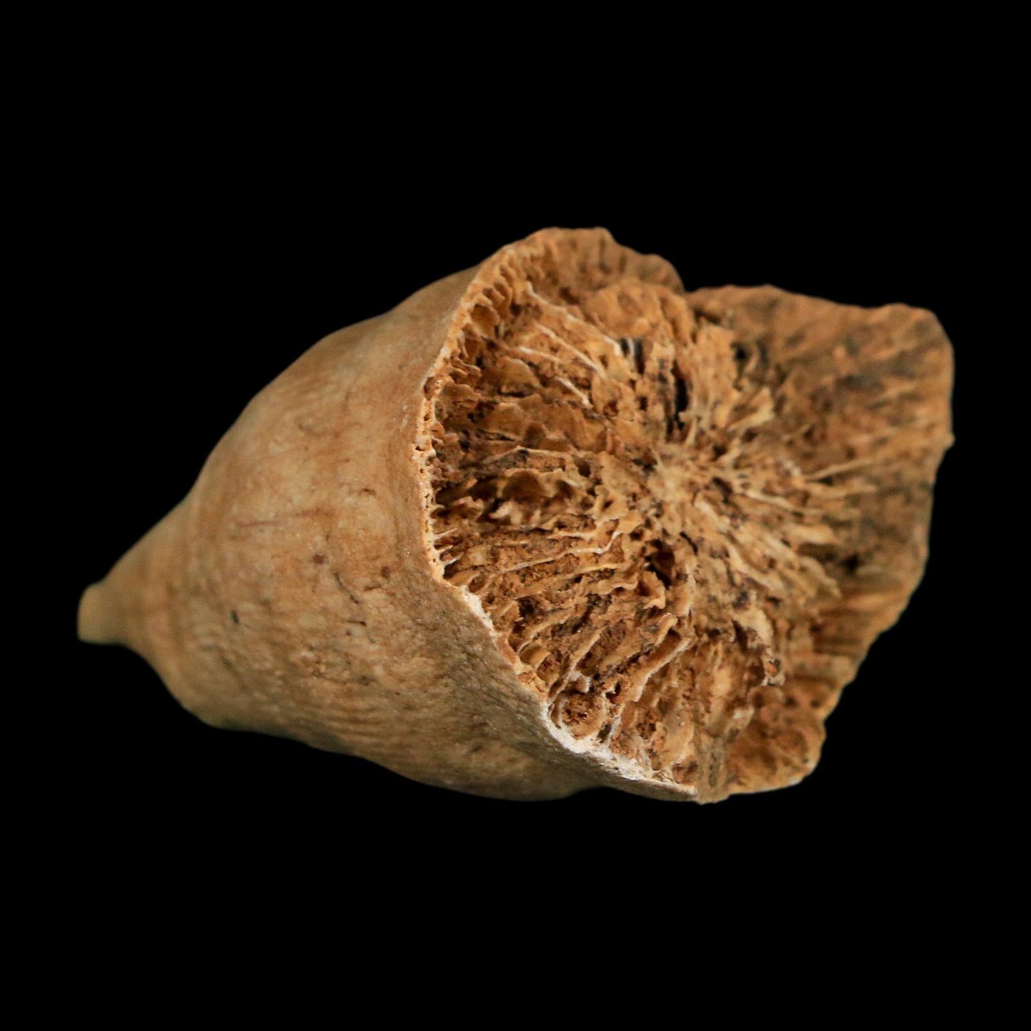 2.1" Rugose Horn Coral Fossil Devonian Age Speed Quarry, Clark County, Indiana