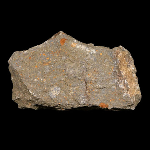 48MM Brittle Star Petraster Starfish Fossil Ordovician Age Blekus Morocco COA - Fossil Age Minerals