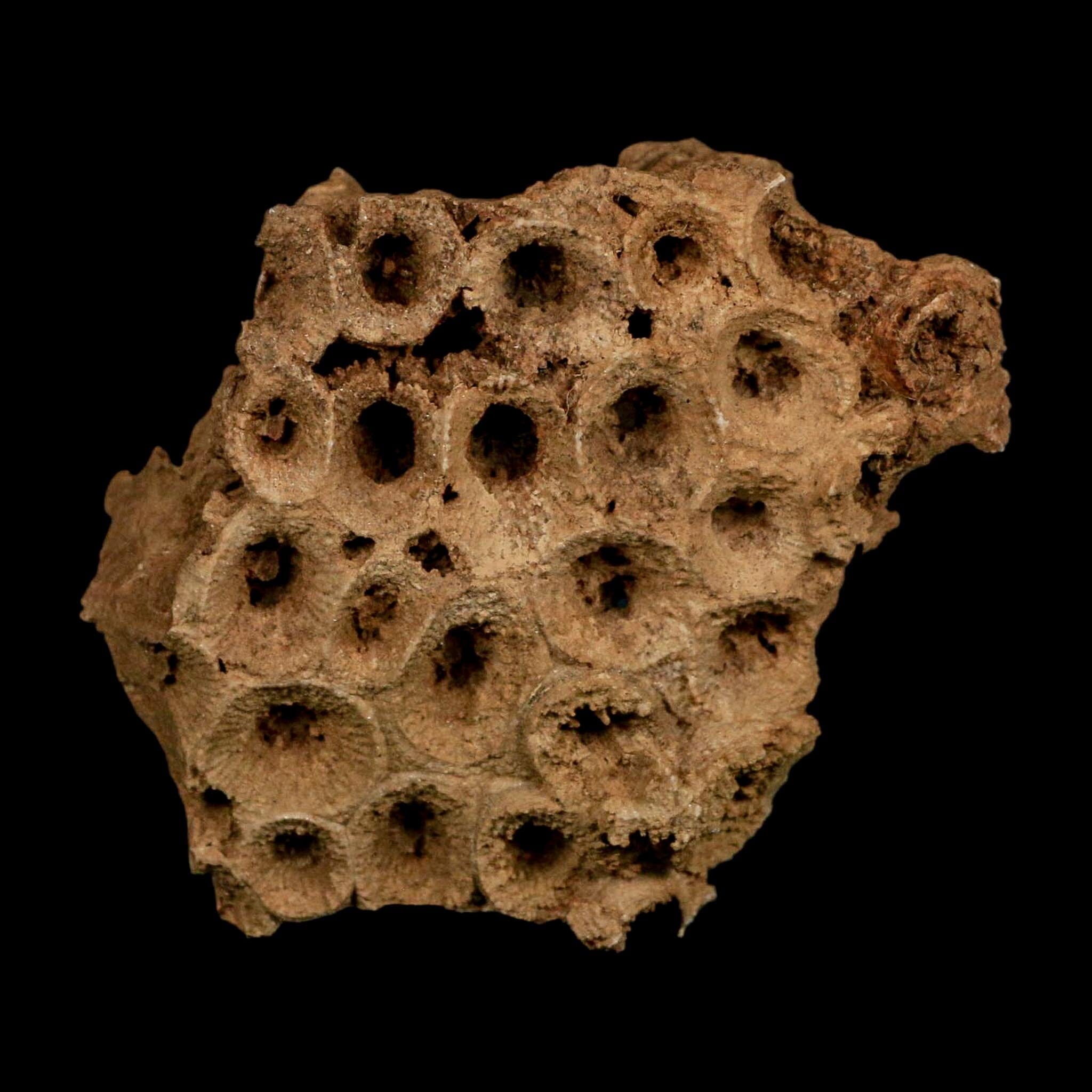 3.2" Colonial Rugose Coral Fossil Devonian Age Speed Quarry, Clark County, Indiana - Fossil Age Minerals