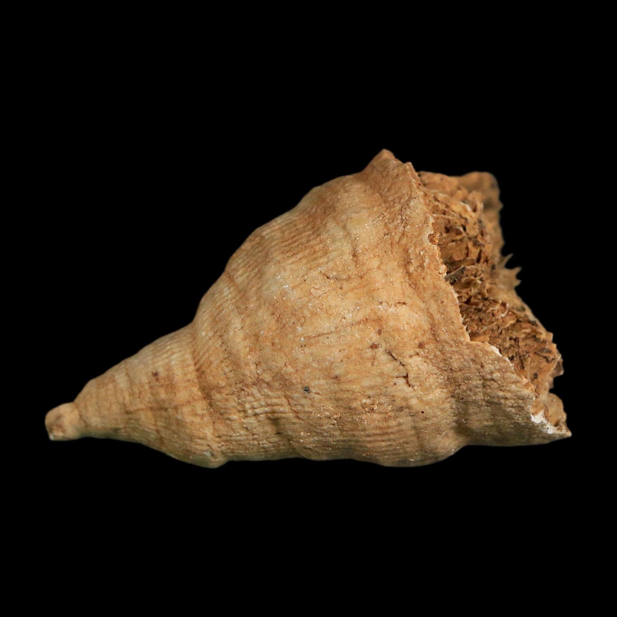 2.1" Rugose Horn Coral Fossil Devonian Age Speed Quarry, Clark County, Indiana
