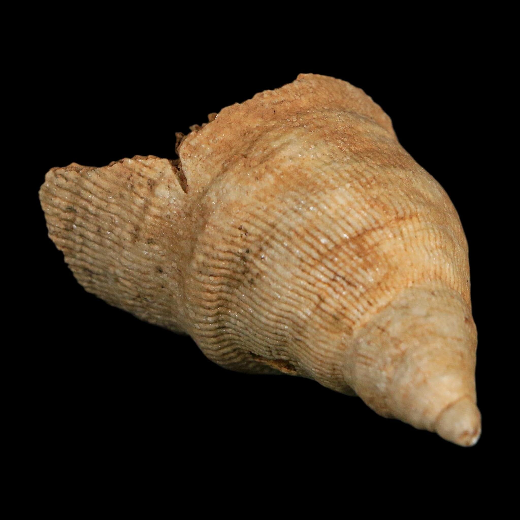 2.1" Rugose Horn Coral Fossil Devonian Age Speed Quarry, Clark County, Indiana