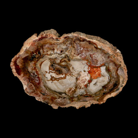 5.5" Fossilized Polished Petrified Wood Branch Madagascar 66-225 Million Yrs Old