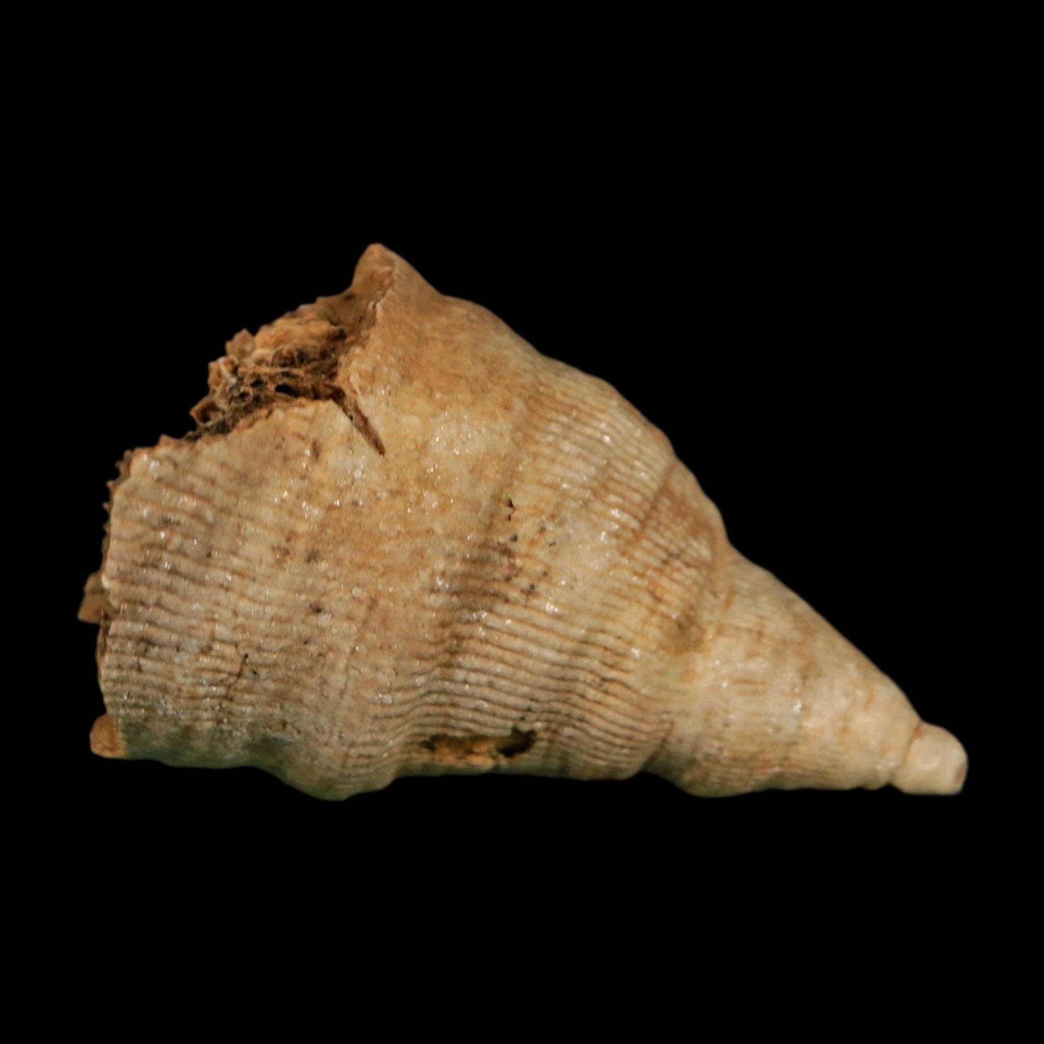 2.1" Rugose Horn Coral Fossil Devonian Age Speed Quarry, Clark County, Indiana