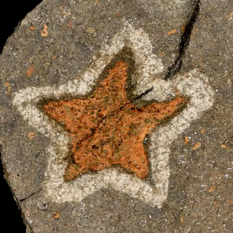 18MM Brittle Star Petraster Starfish Fossil Ordovician Age Blekus Morocco COA - Fossil Age Minerals